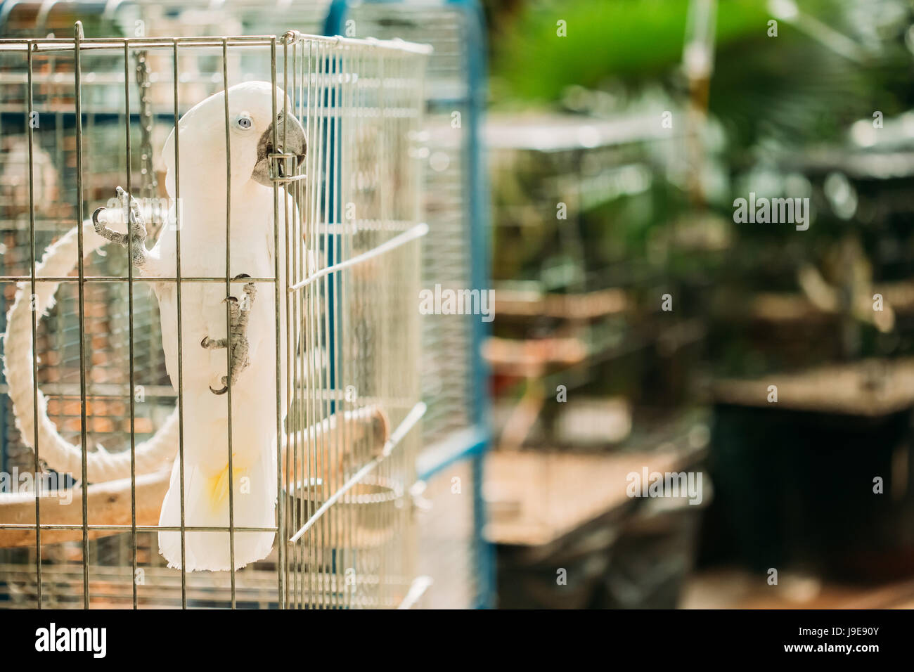 Weiße Kakadu oder Cacatua Alba, auch bekannt als Regenschirm Kakadus. Wilde Vogel im Käfig. Stockfoto