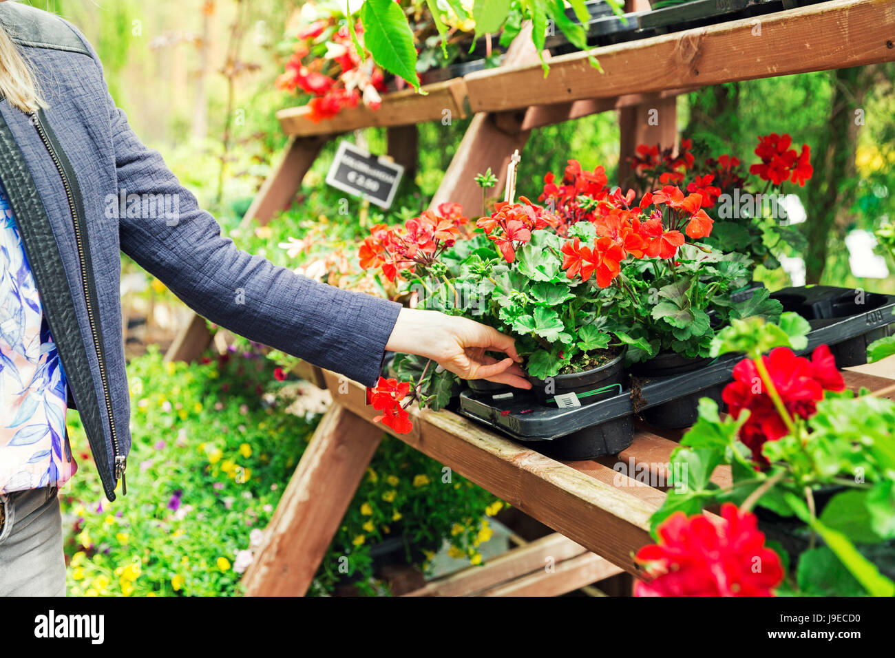 Frau Pick Pelargonien Geranien Blume aus Regal im Gartenpflanze Kindergarten store Stockfoto