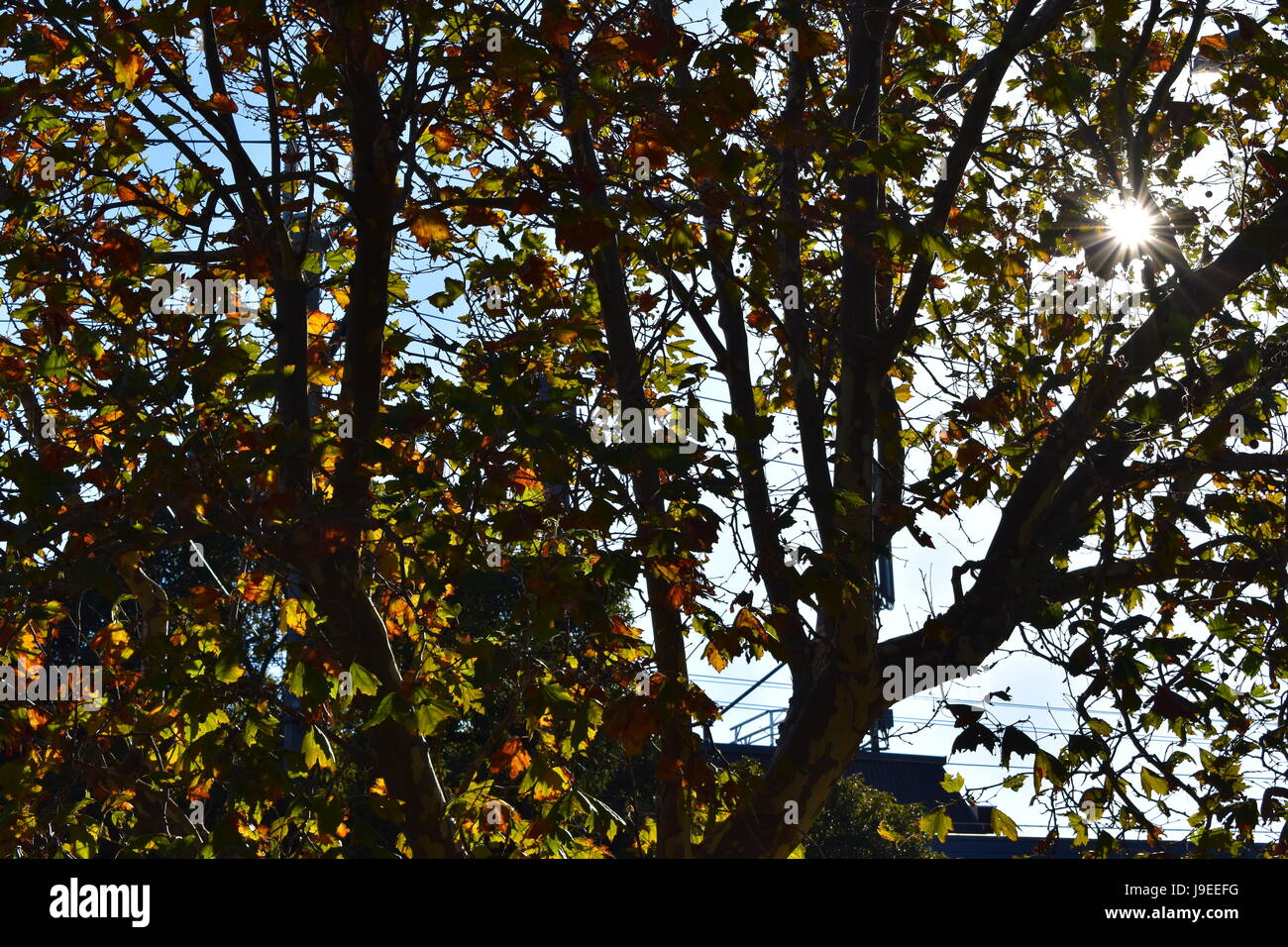Sonne durch die Bäume im Herbst Stockfoto