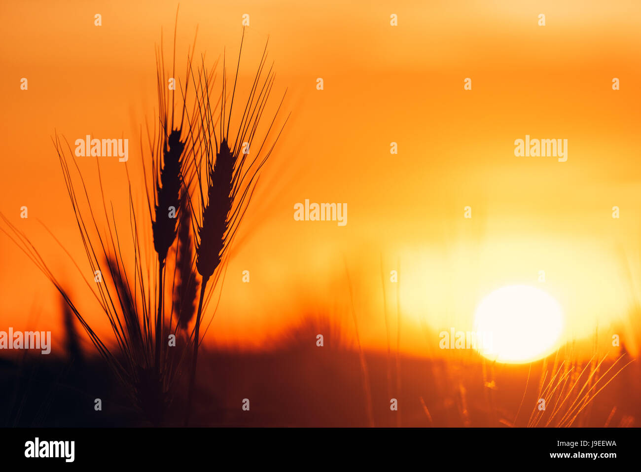 Gerste-Ohren im Sonnenuntergang, kultivierte Getreide Feld gegen warme orange Einstellung Sonnenhimmel Stockfoto