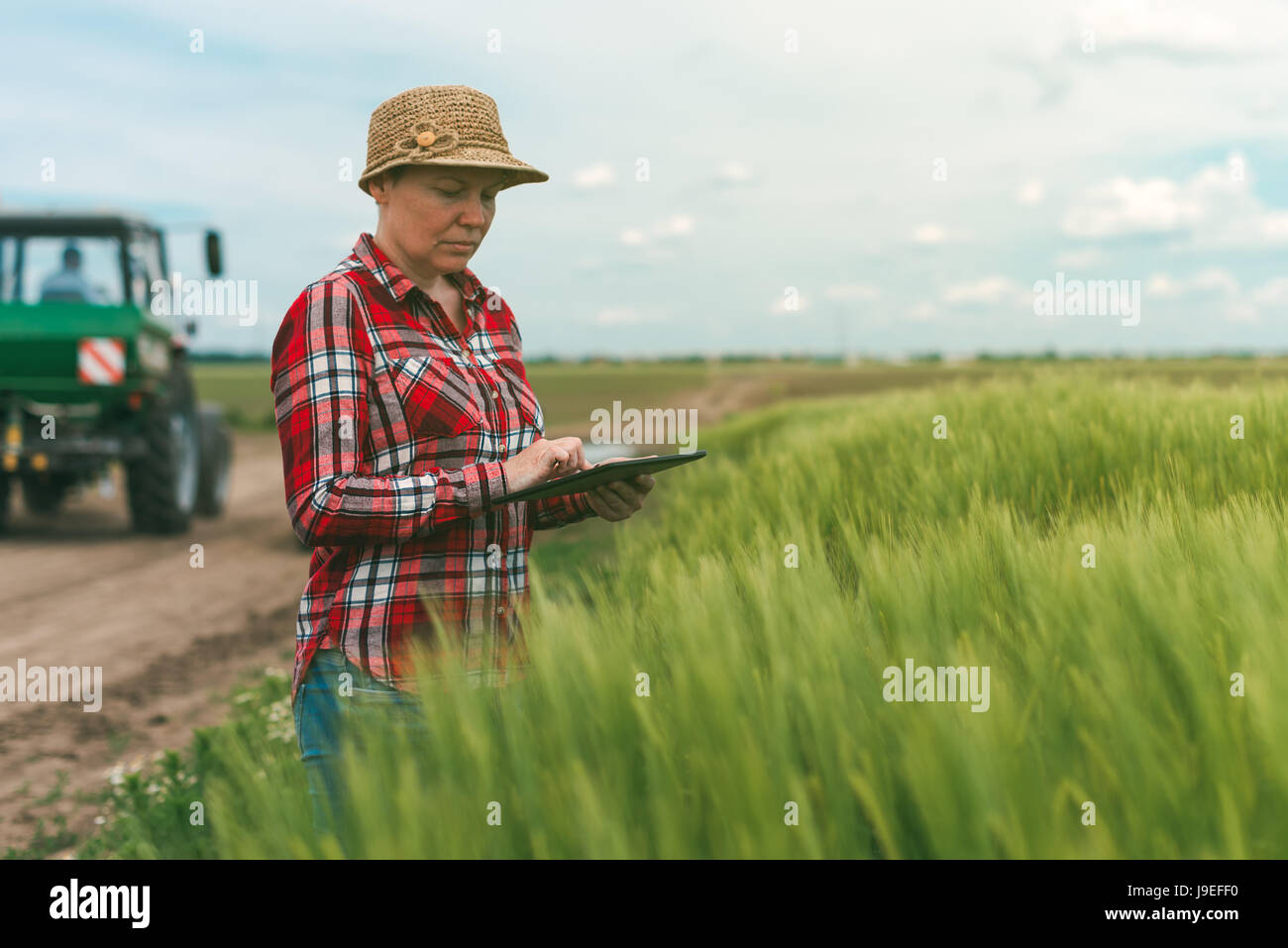 Intelligente Landwirtschaft, unter Verwendung moderner Technologien in der Landwirtschaft, Bäuerin Agronom mit digitalen Tablet-PC mit mobile app in Weizen Stockfoto