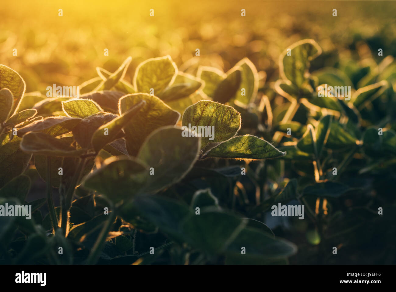 Kultivierte Bio Soja Feld im Sonnenuntergang, selektiven Fokus Stockfoto