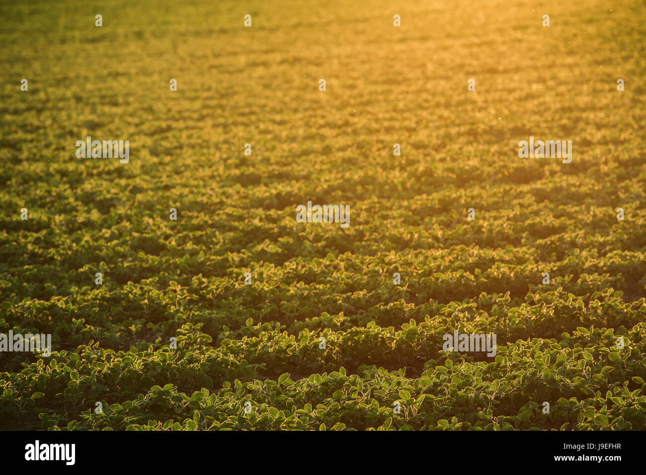 Kultivierte Bio Soja Feld im Sonnenuntergang, selektiven Fokus Stockfoto
