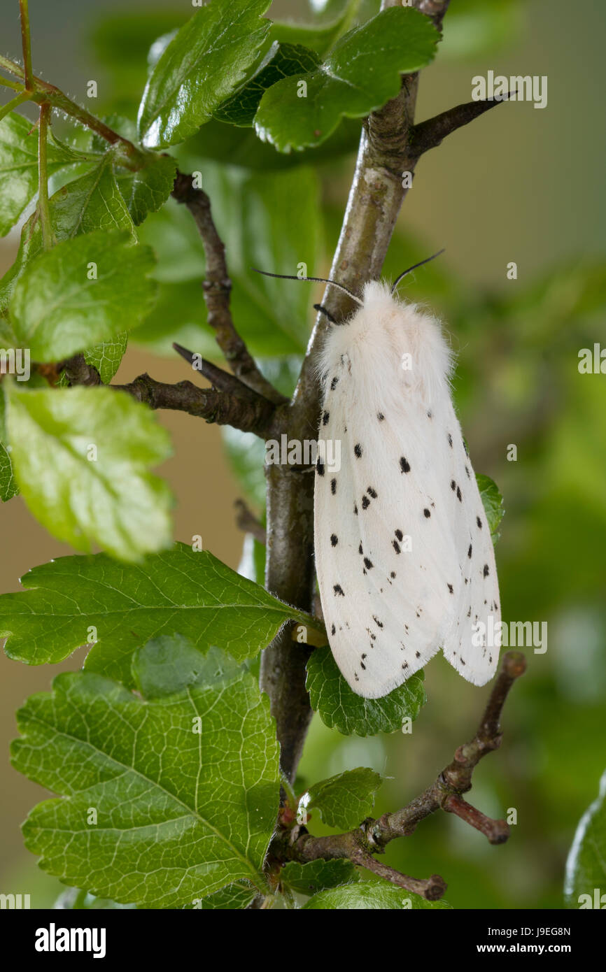 Weiße Tigermotte, Punktierter Fleckleib-Bär, Breitflügeliger Fleckleibbär, Minzenbär, Spilosoma Lubricipeda, Spilosoma Menthastri, Spilosoma Lubricipe Stockfoto