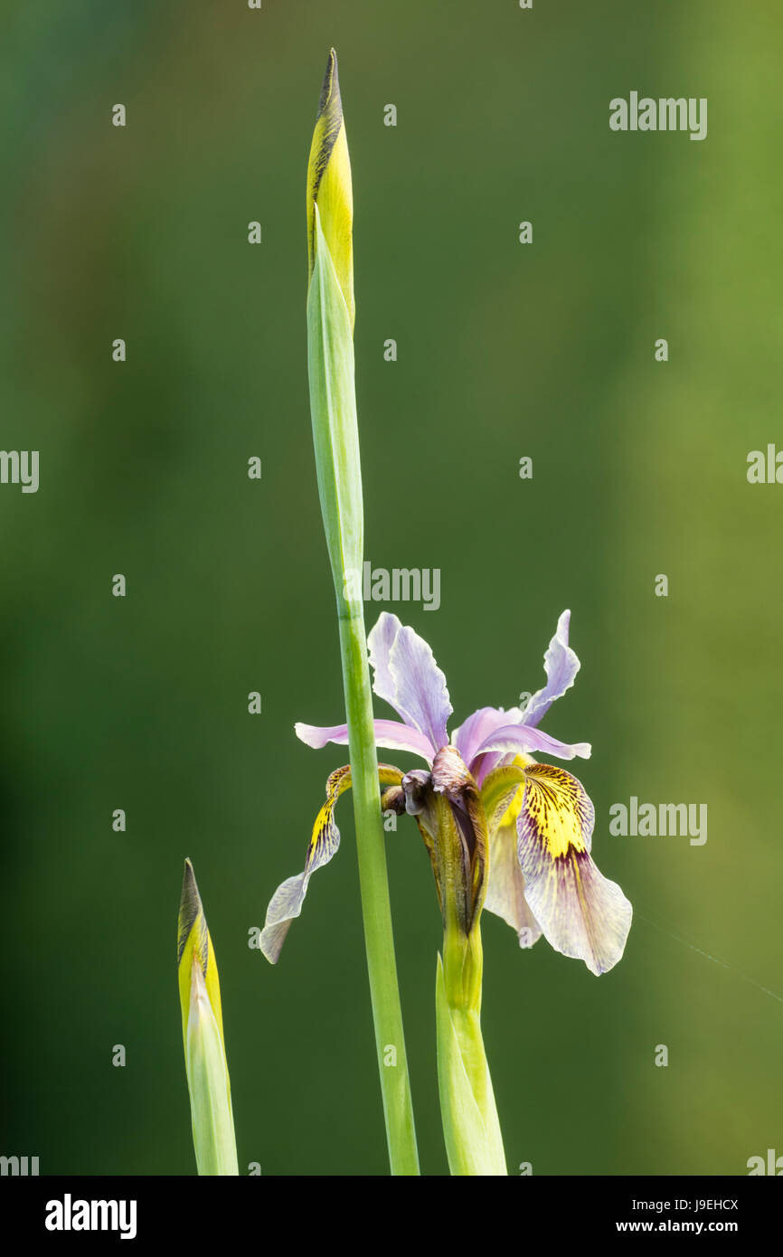 Blüte und Knospen eines offenen bestäubt Iris Forestii Hybriden vor einem grünen Hintergrund Stockfoto