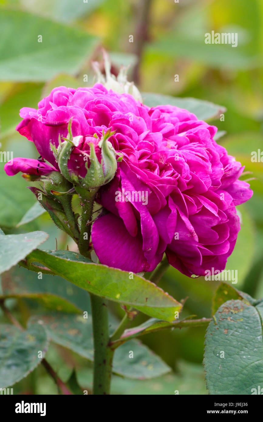 Doppelte Blüte und Knospe von der sehr aromatisch Portland Damaszener-Rose, Rosa "De Gilân" Stockfoto