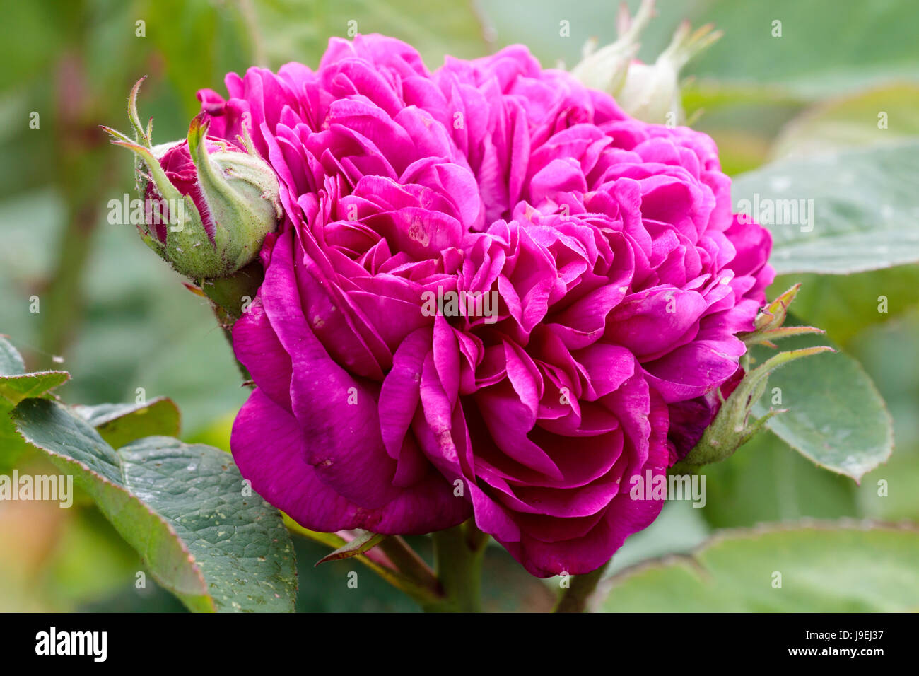 Doppelte Blüte und Knospe von der sehr aromatisch Portland Damaszener-Rose, Rosa "De Gilân" Stockfoto