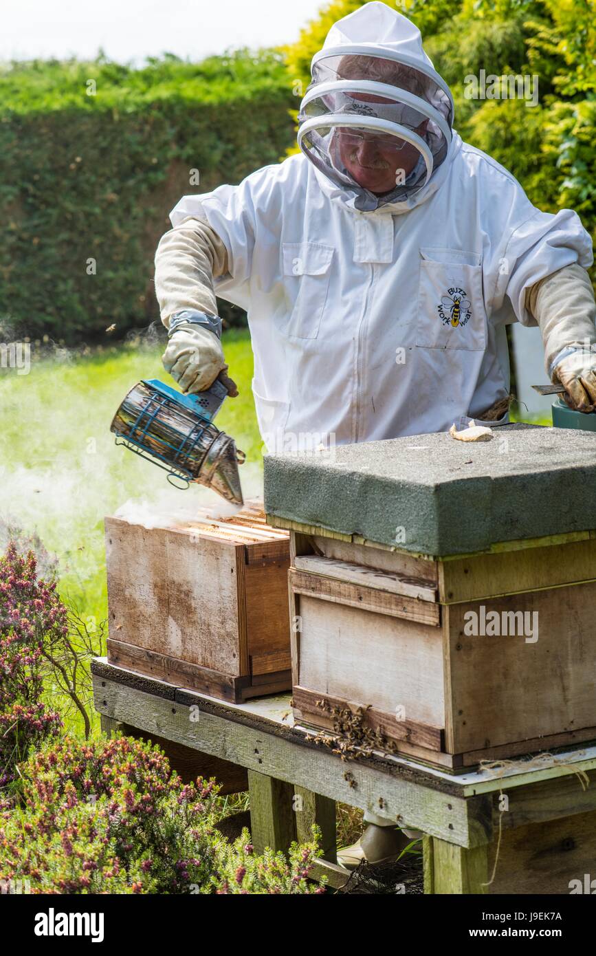 Imker mit Smoker, um Bienenvolk vor der Inspektion, Norfolk, England, Mai zu befrieden. Stockfoto