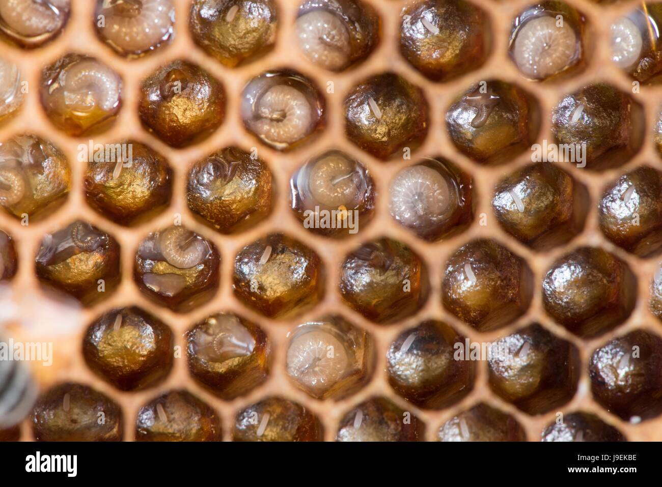 Nahaufnahme der Honigbiene Kamm zeigt Larven in Zellen Stockfoto