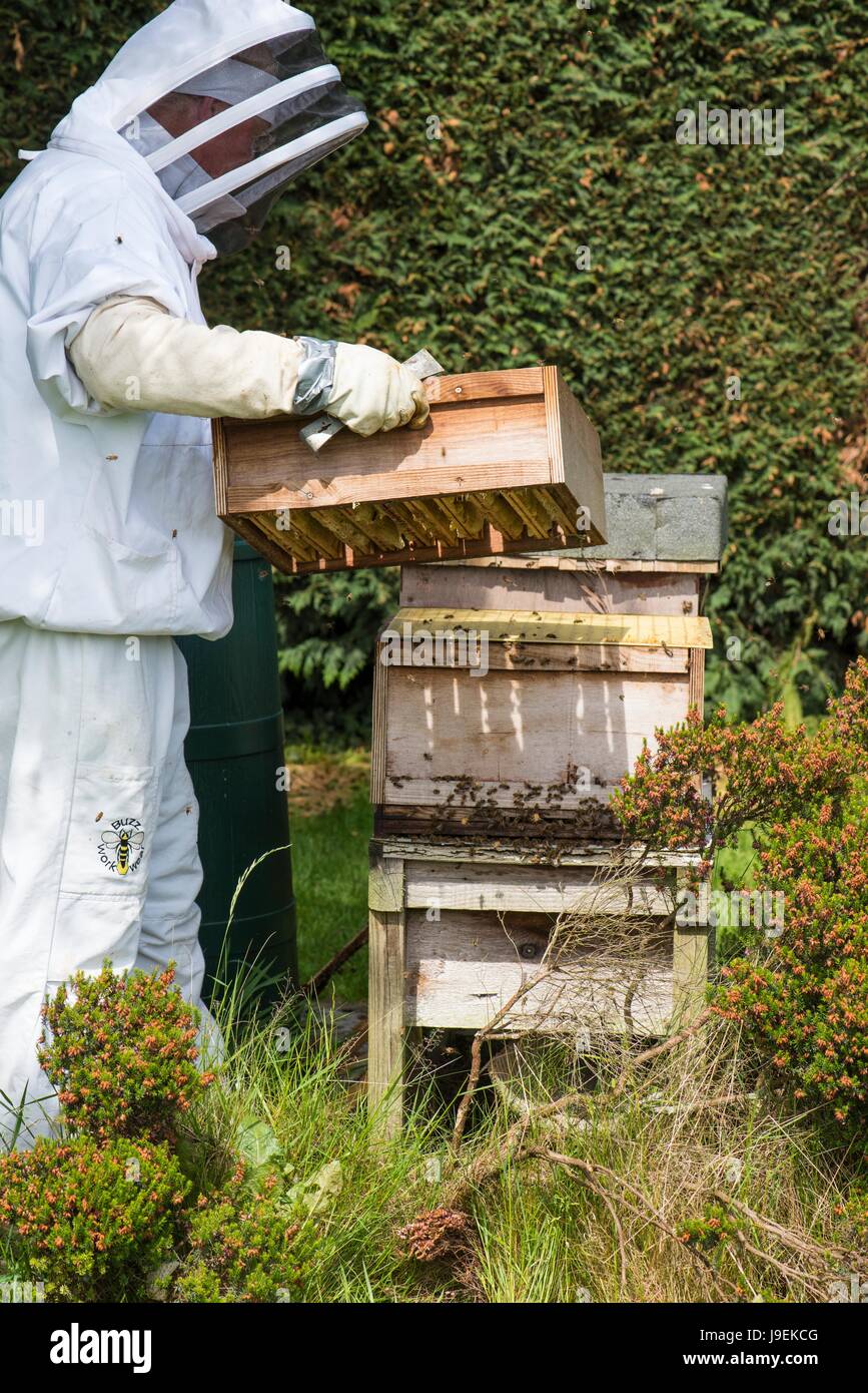 Imker Inspektion Brutraum auf einem Honig-Bienenstock. Stockfoto