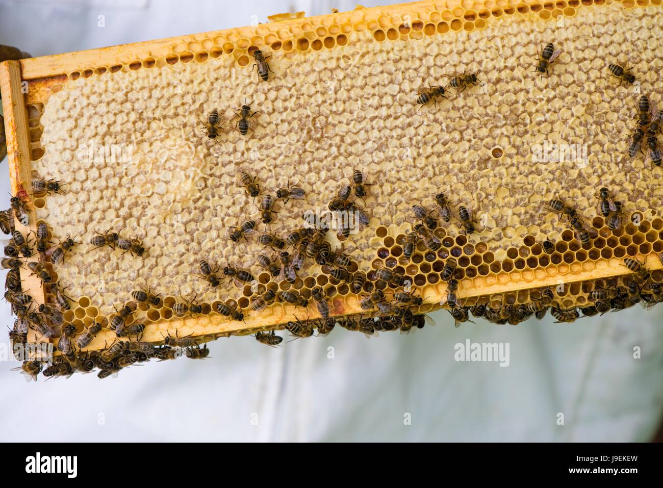 Imker Honig super auf einem nationalen Stil Bienenkorb, Norfolk, England, Mai Inspektion Stockfoto