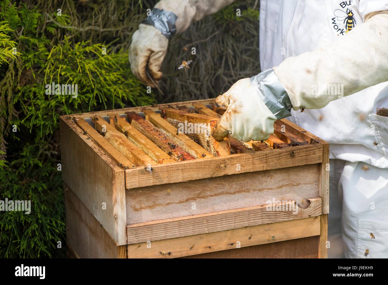 Imker Inspektion Brutraum auf einem Honig-Bienenstock. Stockfoto