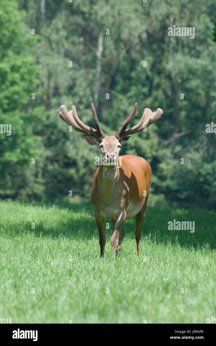 Hörner, Bast, Bast, Hirsch, Reh Hirsch, Hart, Hirsch, Hunter, Plakat