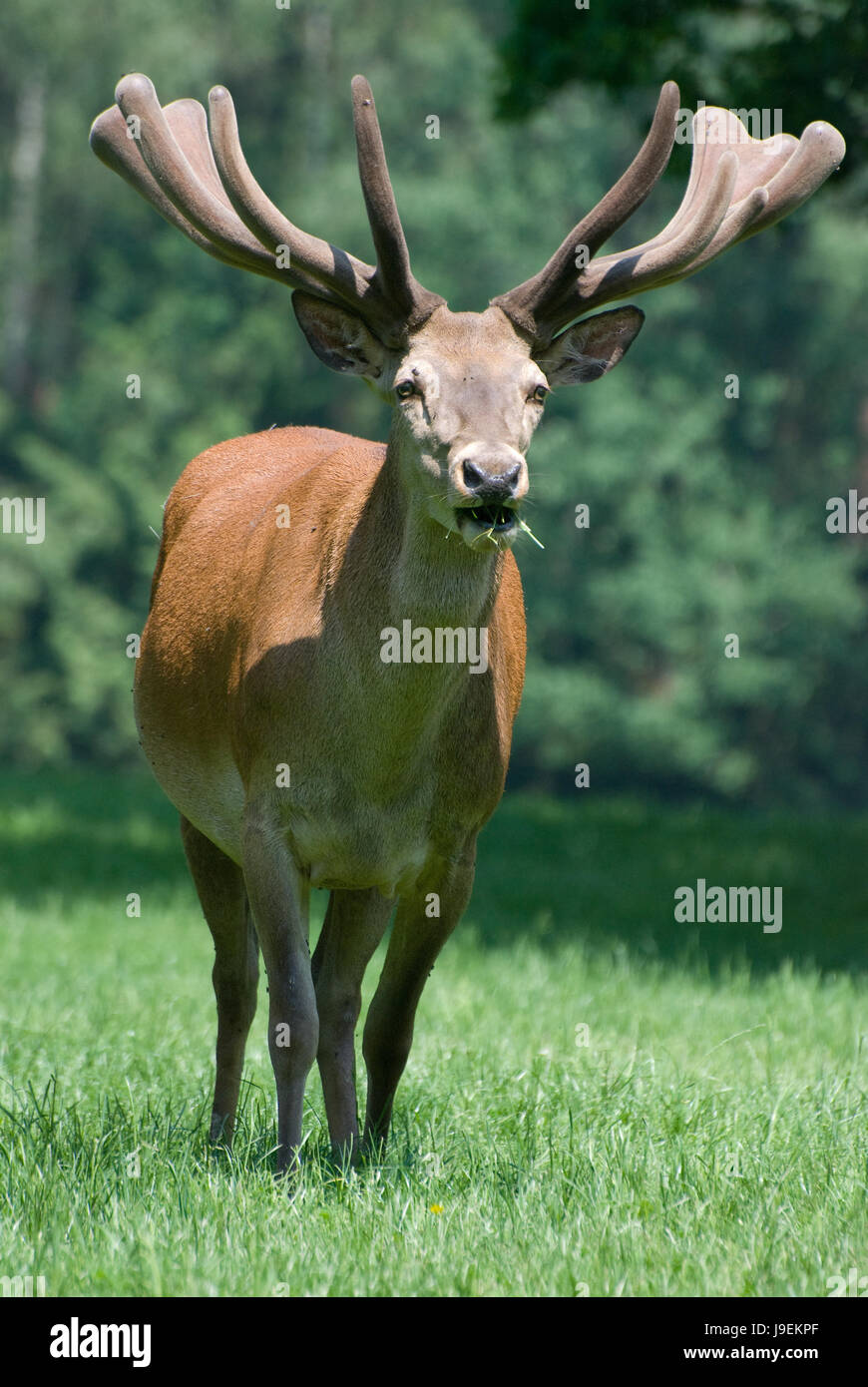 Hörner, Bast, Bast, Hirsch, Reh Hirsch, Hart, Hirsch, Hunter, Plakat,  Hörner, Bast Stockfotografie - Alamy