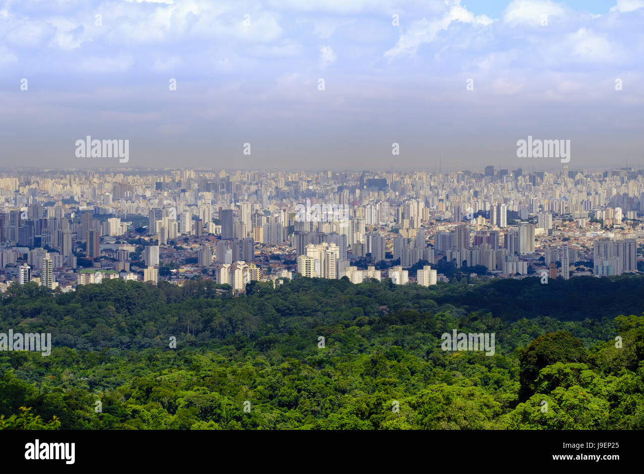 Sao Paulo vom Atlantischen Regenwald in Serra da Cantareira State Park Stockfoto