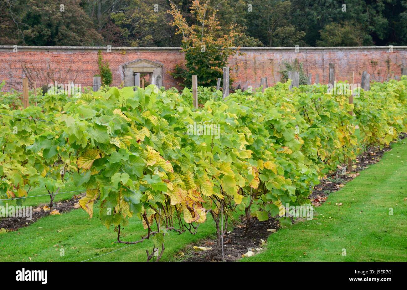 Weinreben wachsen in Englisch ummauerten Garten Stockfoto