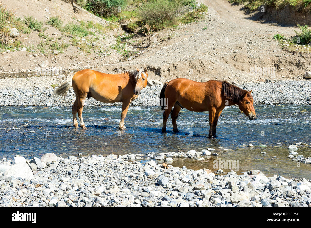 Zwei Pferde in einem Strom, Sati Dorf, Tien-Shan-Gebirge, Kasachstan Stockfoto