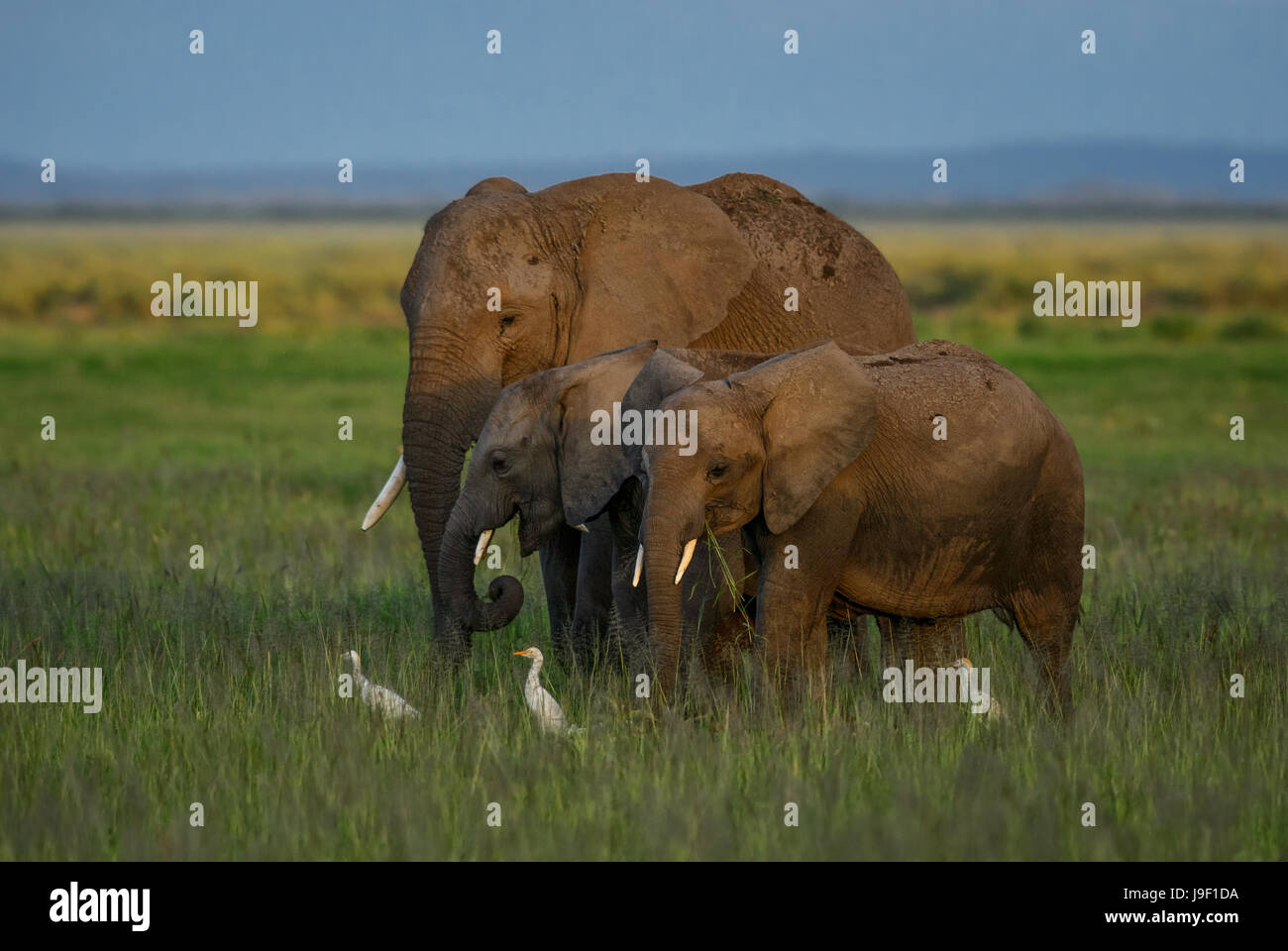 Elefanten im Amboseli NP, Kenia Stockfoto