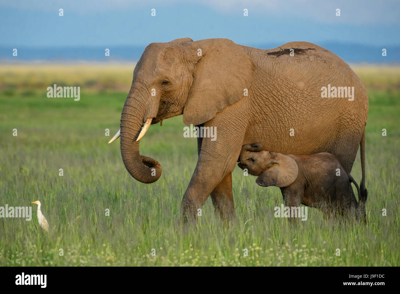 Das Elefantenbaby saugt Milch im Amboseli-Nationalpark Stockfoto
