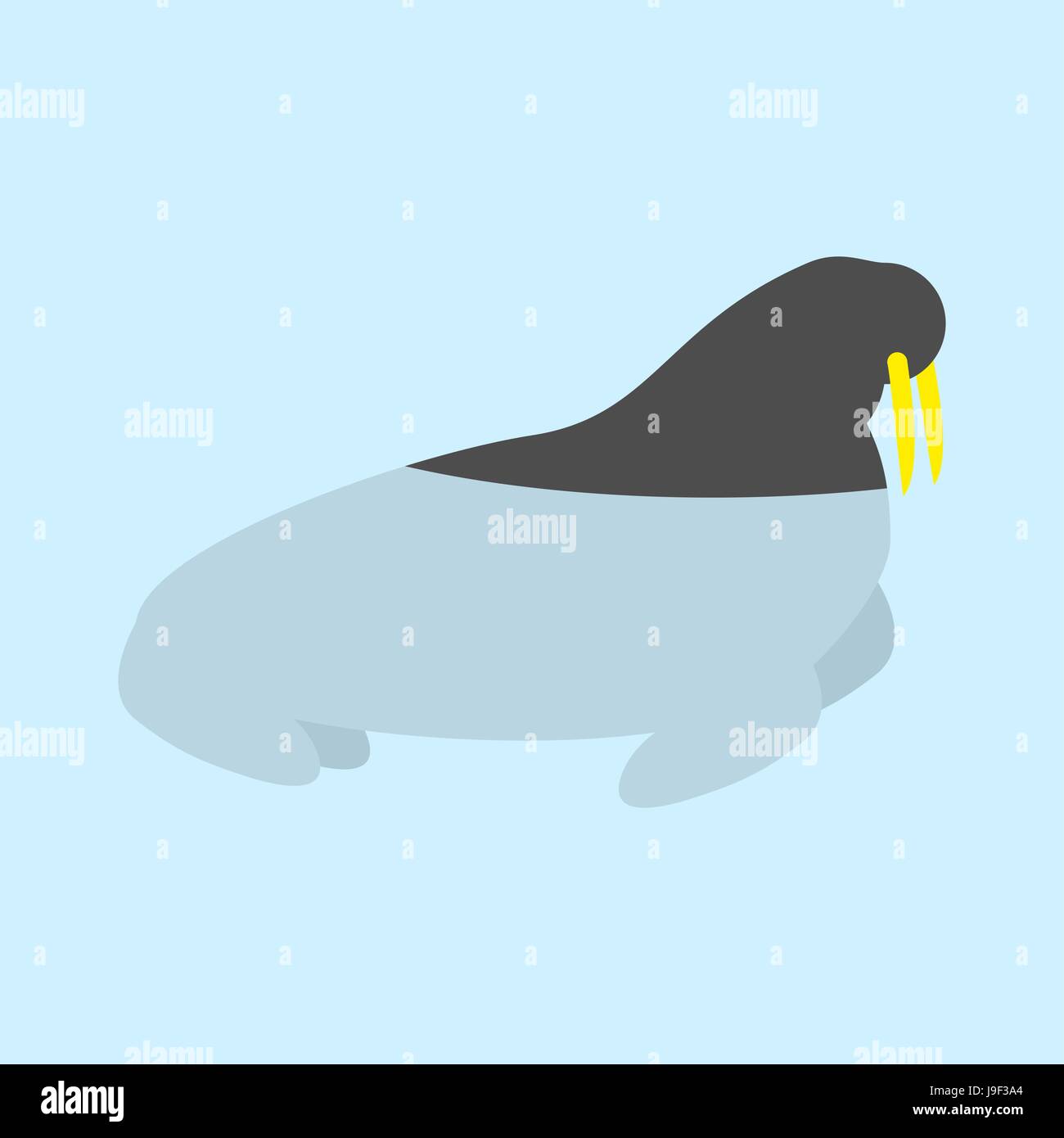 Walross im Ozean. Dichten Sie mit Stoßzähnen, die im Wasser schweben ab. Arktische Tiere. Sumpfwild Tier Antarktis Stock Vektor
