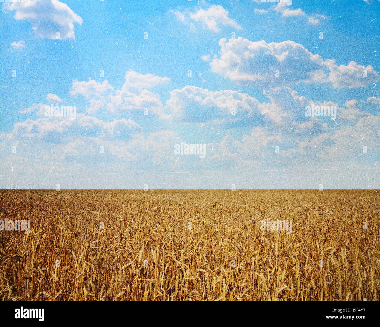 Landschaften, Weizenfeld gegen den Himmel an einem sonnigen Sommertag Stockfoto