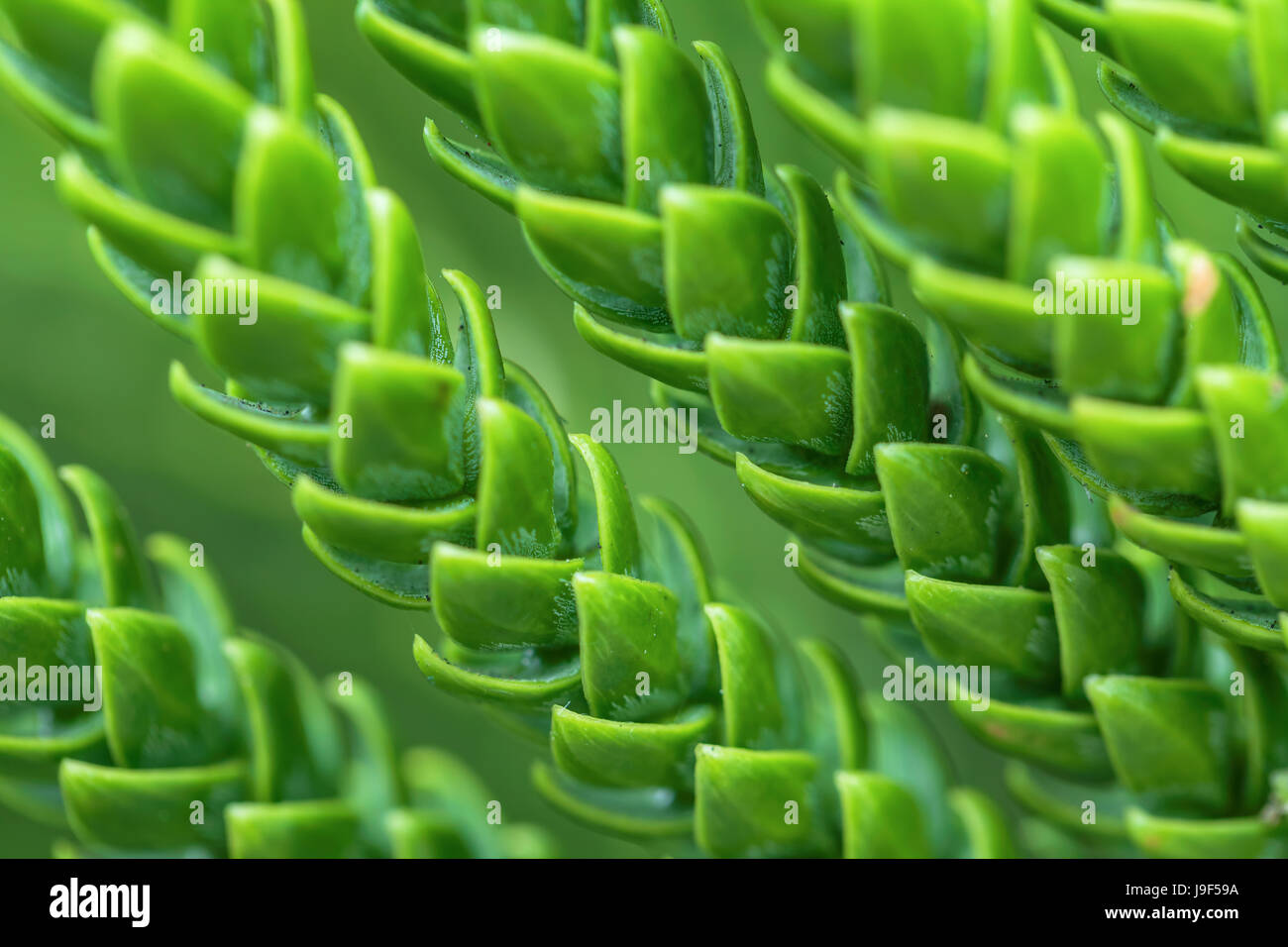 Nahaufnahme der Norfolk Insel pine Blätter Stockfoto
