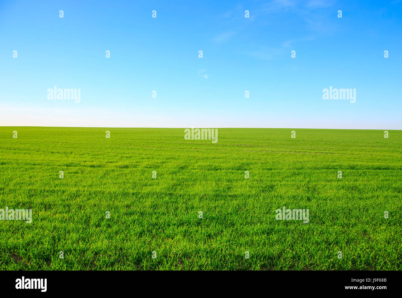 Leeres Feld mit grünem Rasen und blauen Himmel im Hintergrund Stockfoto