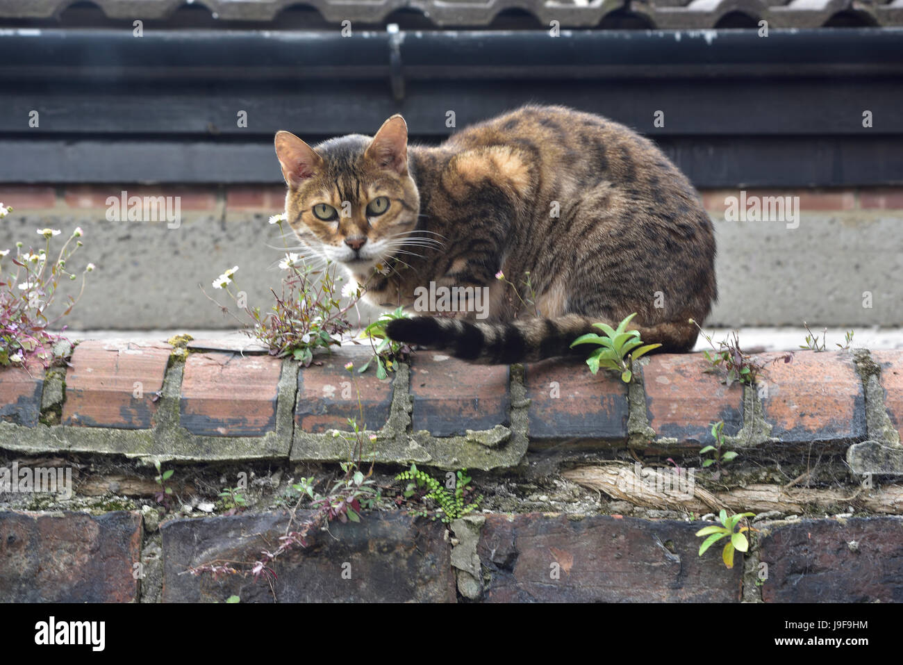 Tabby Katze auf Gartenmauer Stockfoto