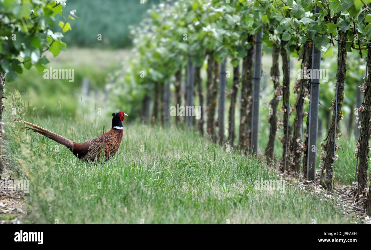 Tier, Vogel, Vögel, Nutztiere, Fasan, mongoliensis Vögel, Natur, Weinberg, Stockfoto