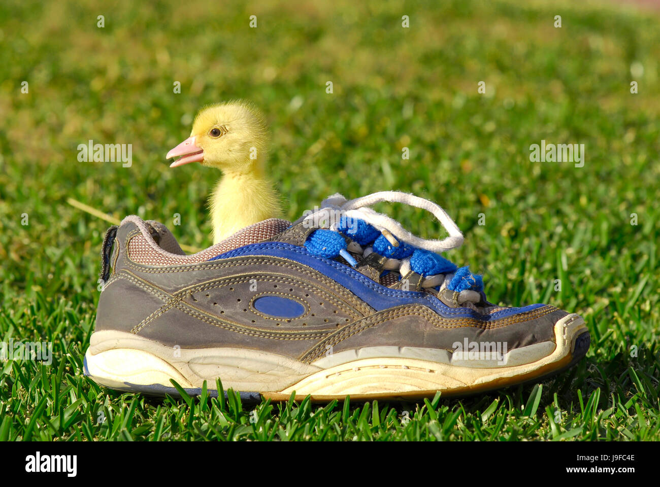 Sport, Sport, Mode, grün, im Freien, lustig, alte, zum Verrücktwerden, pert, Stockfoto