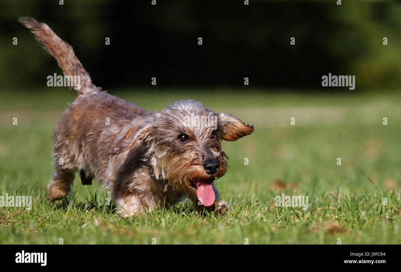Bewegung, Verschiebung, Bewegung, Bewegung, Flug, Mund, Zunge, Augen, Flügel, Stockfoto