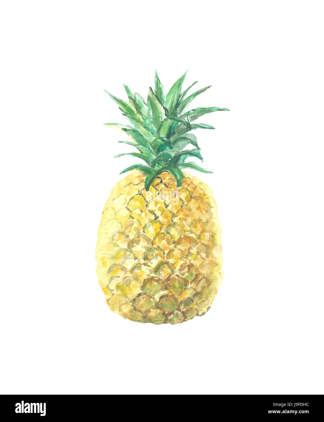 Einzelnes Bild Ananas isoliert auf weiss. Qualitativ hochwertige Aquarell Abbildung Stockfoto