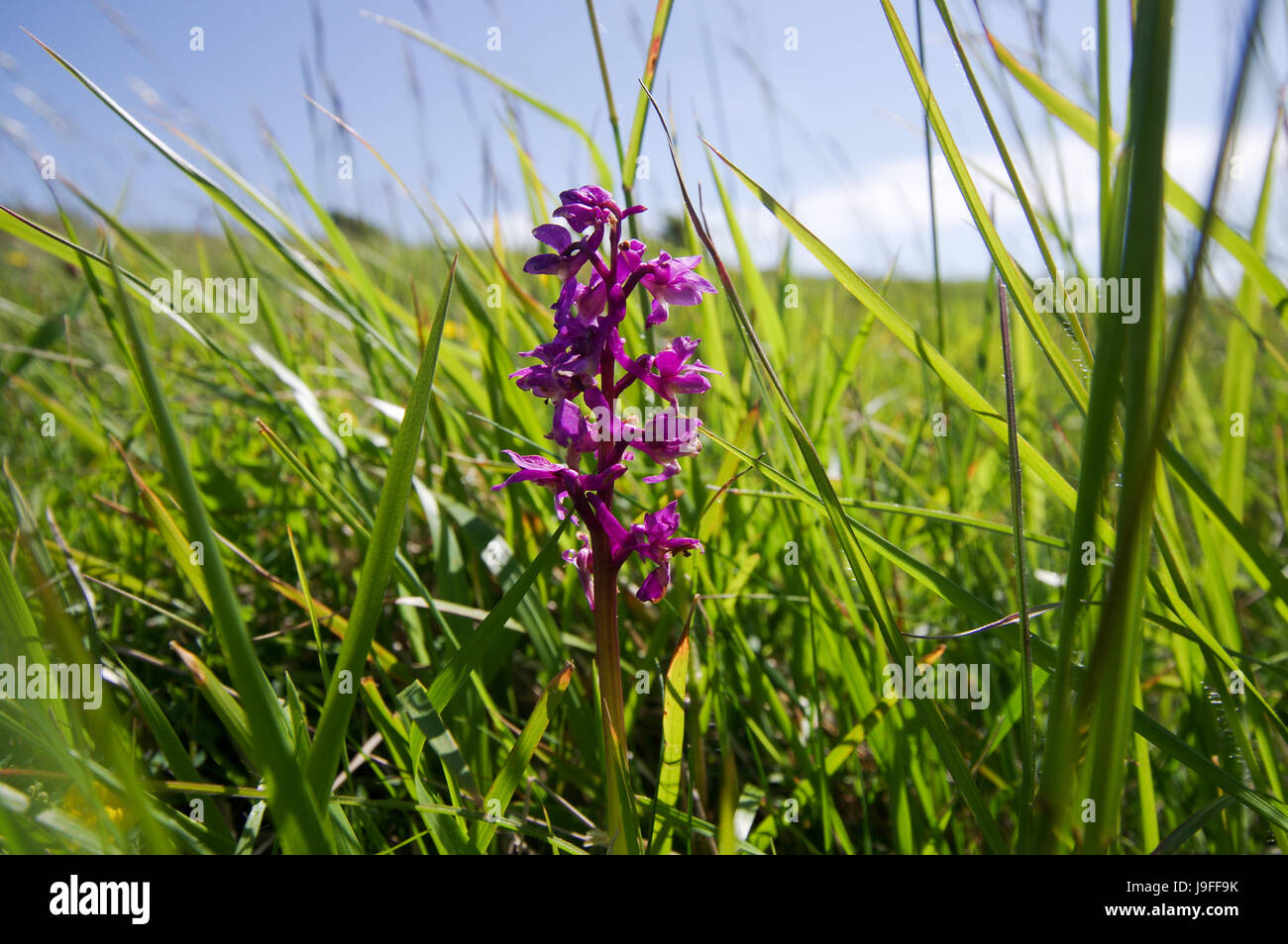 Frühe lila Orchidee wachsen auf den South Downs in West Sussex Stockfoto