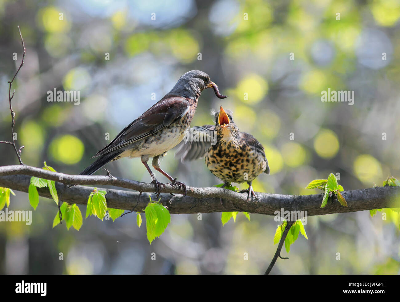 Vogel-Soor füttern ihre kleinen Küken langen rosa Wurm auf einem Baum im Frühling Stockfoto