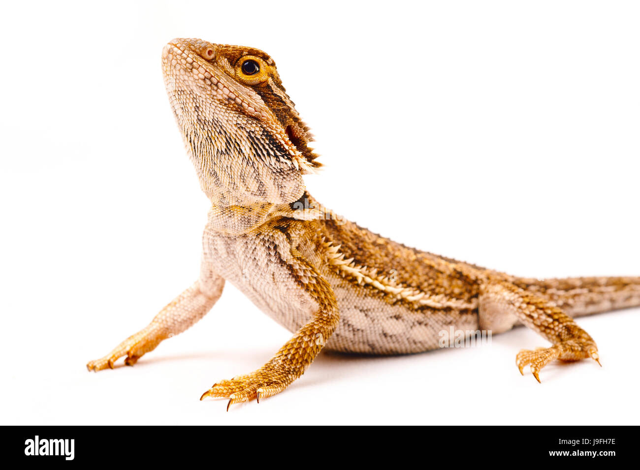 ein Agama bärtigen mit weißen background.reptile Nahaufnahme. Stockfoto