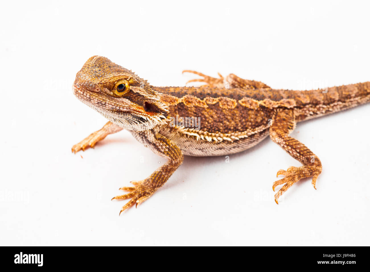 ein Agama bärtigen mit weißen background.reptile Nahaufnahme. Stockfoto