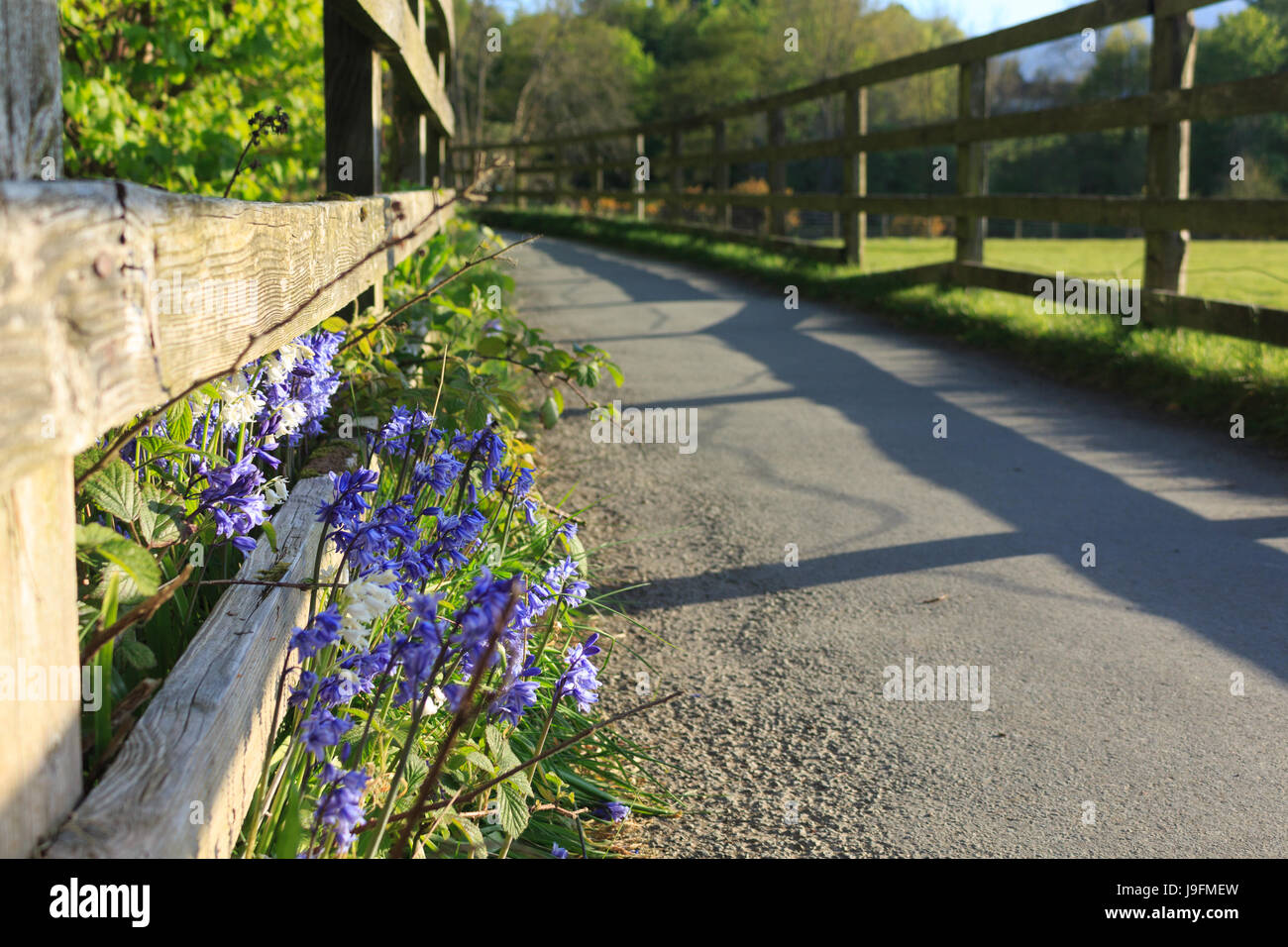 Bluebells auf einem Zaun gesäumten Fußweg unter der Sonne Stockfoto