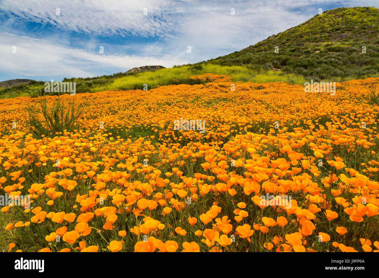Der Frühling kalifornische Mohn blüht auf einem Hügel in der Nähe von Murrieta, Kalifornien, USA. Stockfoto