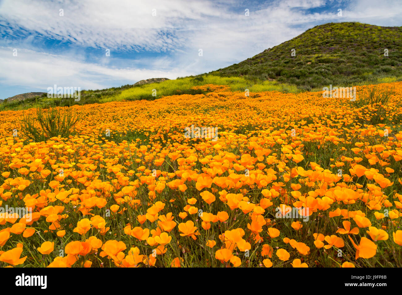 Der Frühling kalifornische Mohn blüht auf einem Hügel in der Nähe von Murrieta, Kalifornien, USA. Stockfoto