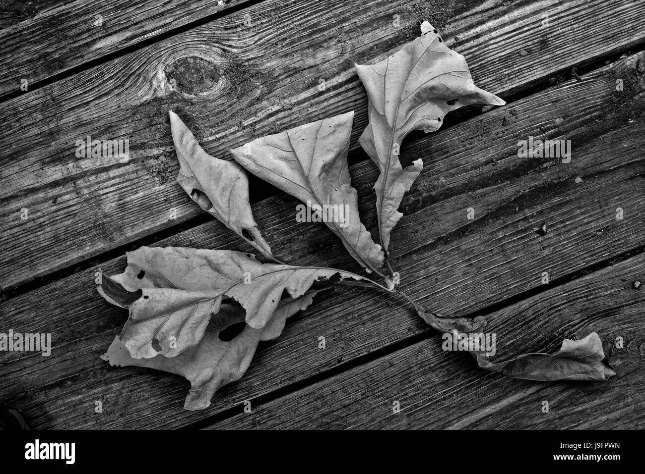 Blatt-Cluster aus einer Eiche ausgetrocknet. Stockfoto