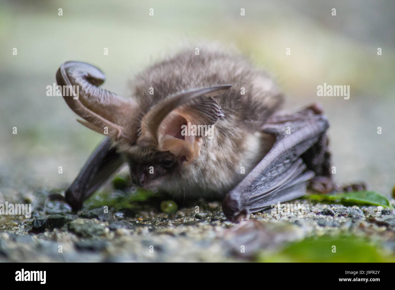 Braunes Langohr auf Wand Stockfoto