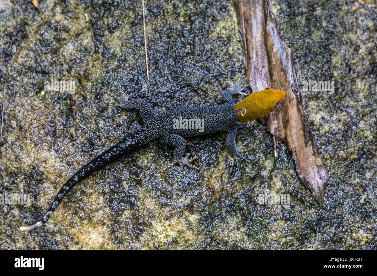 Red Headed Gecko Stockfotos und -bilder Kaufen - Alamy