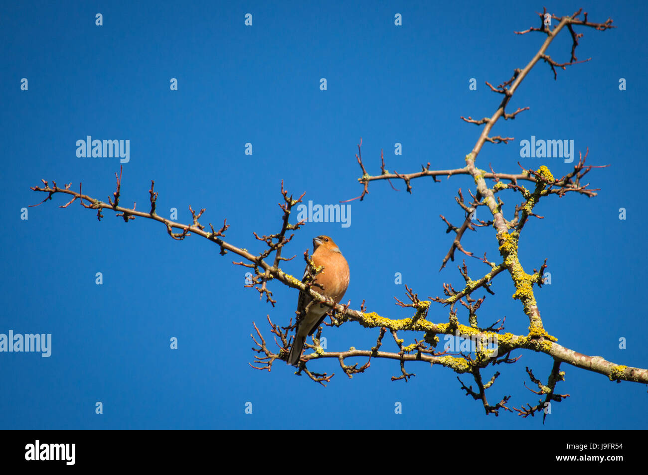 Buchfink, die auf dem System der Zweige mit Knospen Stockfoto