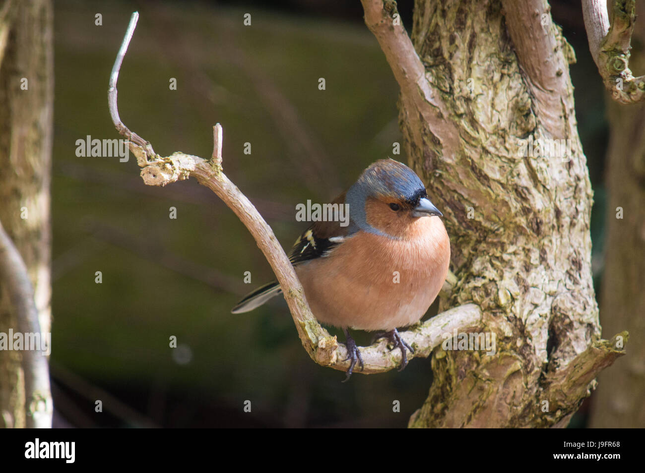 Buchfink auf kleinen toten Zweig Stockfoto