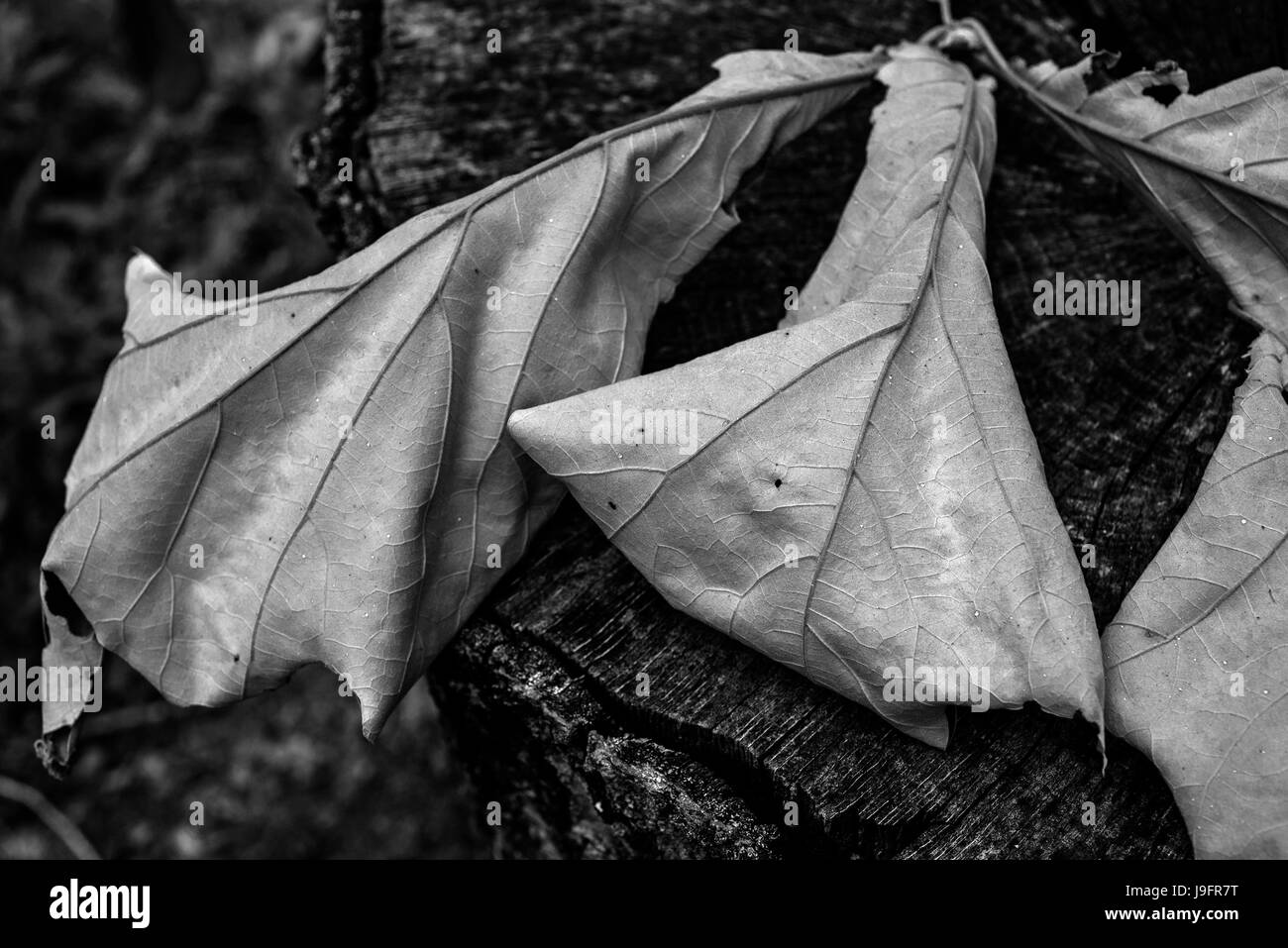 Blatt-Cluster aus einem Türkei Eiche Baum ausgetrocknet. Stockfoto