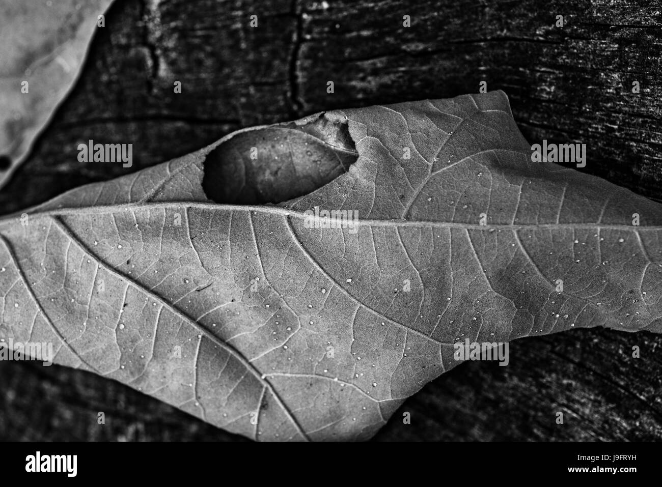Blatt-Cluster aus einer Eiche ausgetrocknet. Stockfoto