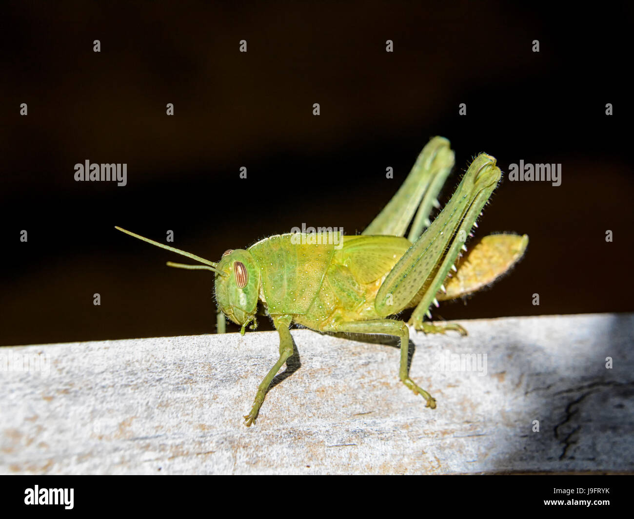 Ein Garten Locust-Nymphe im südlichen Afrika Stockfoto