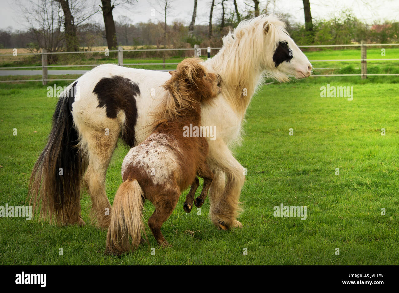 Pferde laufen wild Stockfoto