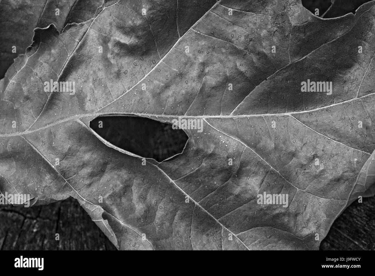 Blatt-Cluster aus einer Eiche ausgetrocknet. Stockfoto