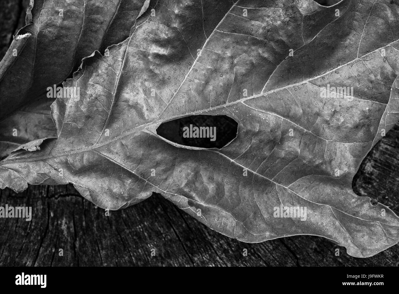 Blatt-Cluster aus einer Eiche ausgetrocknet. Stockfoto